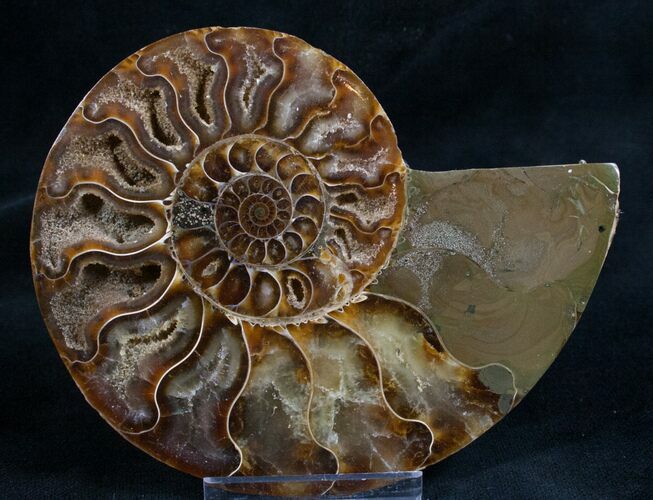 Split Ammonite Fossil (Half) - Beautiful #7981
